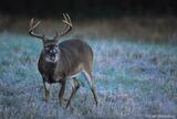 Whitetail buck yawning