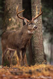 Whitetail buck in rut in the forest, Cades Cove