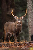 Whitetail buck licking his lips