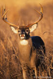 Whitetail deer lip curl, Tennessee