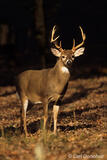 Nice light on whitetail deer