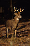 Whitetail deer buck in Cades Cove, Tennessee