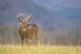 11 point buck whitetail, Cades Cove, Tennessee