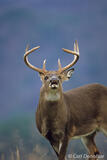 Whitetail buck lip curl, Great Smoky Mountains National Park