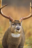 Poturis pensylvanica photo Whitetail deer