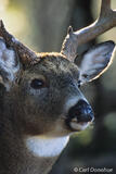 Whitetail deer, Cades Cove, Great Smoky Mountains