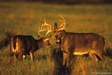 Whitetail deer bucks sparring