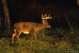 Last light on a whitetail buck