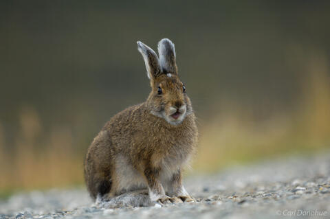 Snowshoe hare in summer molt