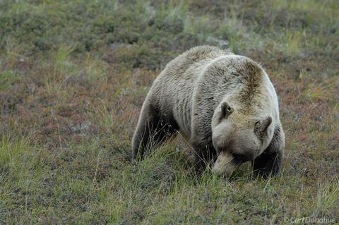 Grizzly bear on tundra eating berries