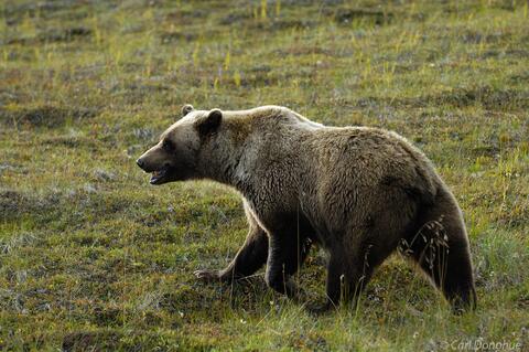 Grizzly bear in Denali on tundra