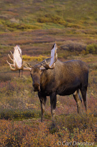 Bull Moose on tundra and fall color