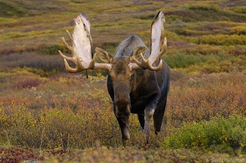 Bull Moose approaching on the tundra