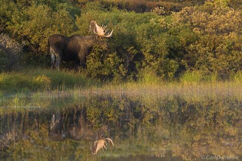 Bull Moose and reflection