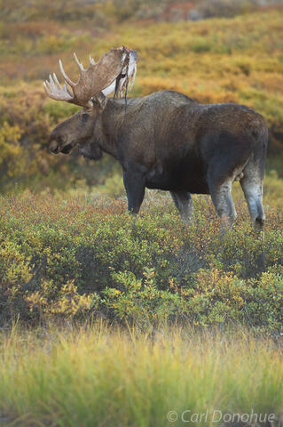 Bull Moose standing on the tundra