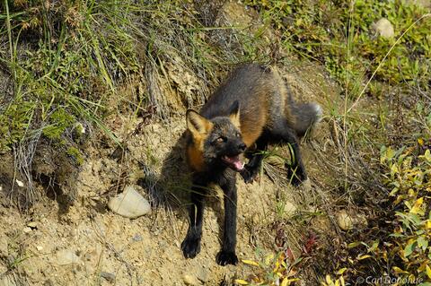 Red Fox, cross phase photo