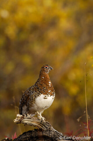 Willow Ptarmigan in fall plumage, Alaska