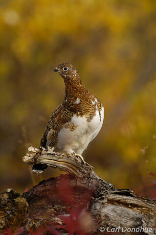 Willow Ptarmigan, fall plumage, Wrangell-St. Elias National Park
