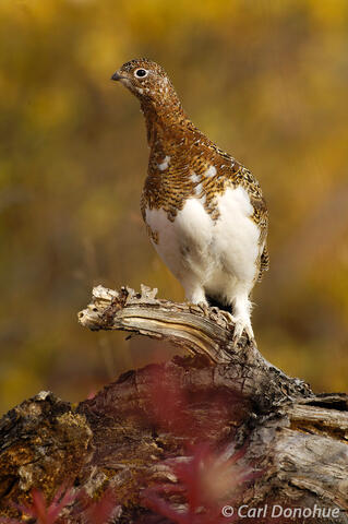 Female willow Ptarmigan, Lagopus lagopus Alaska