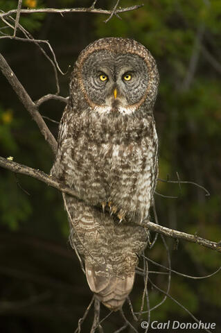 Great Gray Owl Banff National Park, Canada