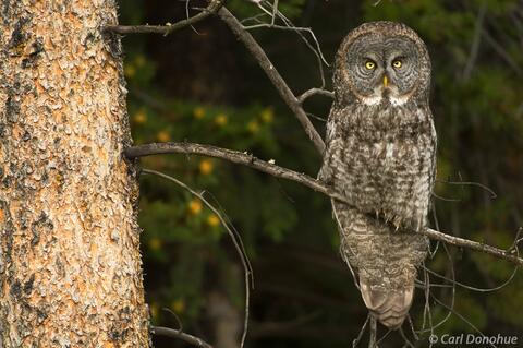 Great Gray Owl photo Alberta, Canada