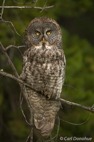 Great Gray Owl photo Banff National Park, Alberta, Canada