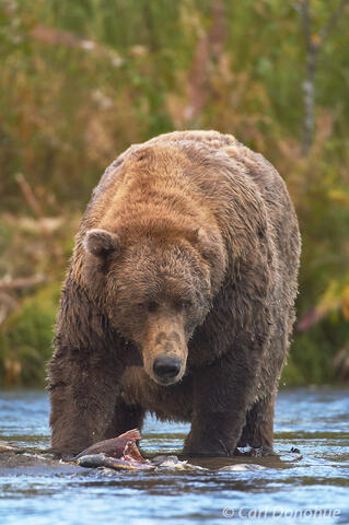 Alaska Brown bear, Katmai National Park