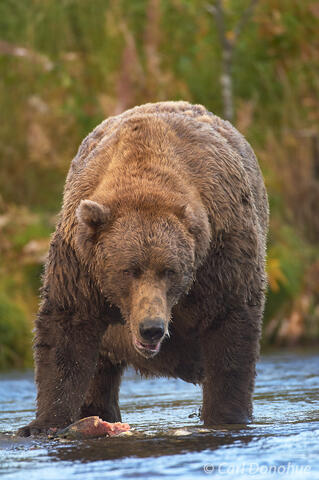 Male Alaska brown bear, Brooks River, Katmai National Park