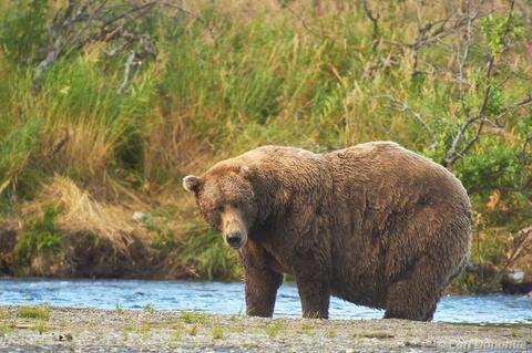 Male Alaska brown bear, Katmai National Park