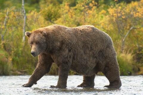 Fat Bear, Getting fatter