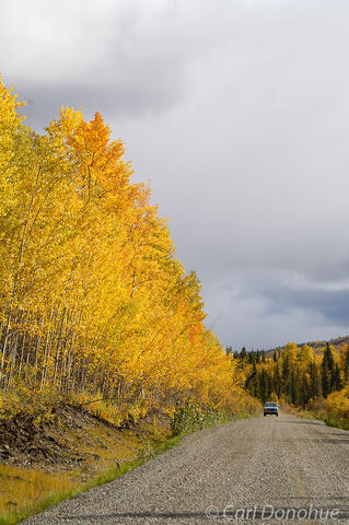 Fall color along the McCarthy Road, Wrangell St. Elias National Park