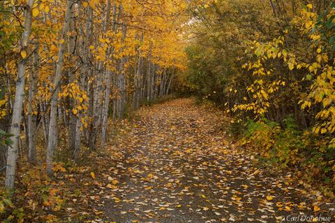 Fall color Wrangell-St Elias National Park photo