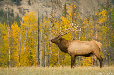 Bull elk in fall color Canadian Rockies photo