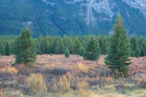 Moose Meadows, Banff National Park, Alberta, Canada