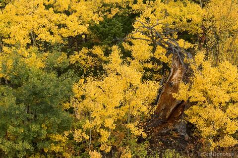 Aspen and Fall colors, Two Medicine, East Glacier.