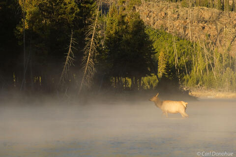 A young elk cow crossing the Madison River, near West Yellowstone, in early morning light, as the fog rises off the river. Yellowstone National Park, Wyoming.
