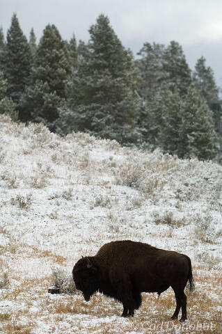 Bison in snow and forest photo