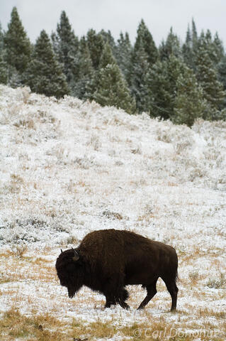 Bison walking in snow and forest photo