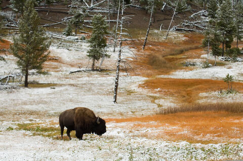 Bull Bison, standing in snow, fall, showing habitat, Yellowstone National Park, Wyoming. Bison bos.