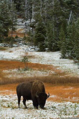 Bison in snow with pine forest photo