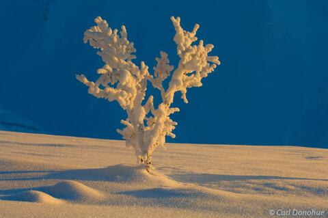 Willow in snow, Wrangell-St. Elias National Park, Alaska