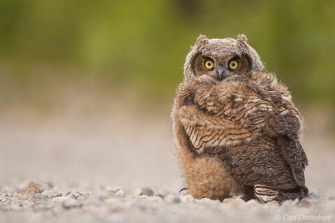 Great Horned Owl Wrangell-St. Elias National Park Alaska