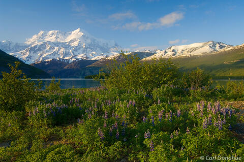 Nootka Lupine and Mount Saint Elias, Icy Bay