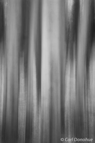 Aspen trunks, Wrangell St. Elias National Park, Alaska.