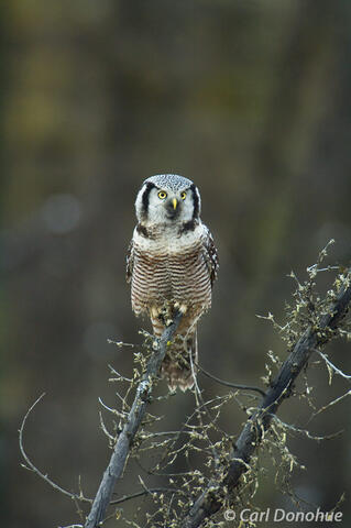 Northern Hawl Owl photo, Wrangell St. Elias National Park