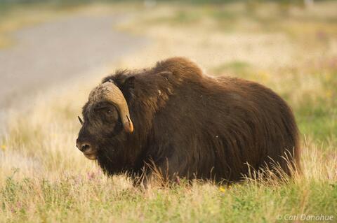 Photo of muskox bull Arctic National Wildlife Refuge