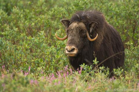 Muskox bull photo Arctic National Wildlife Refuge