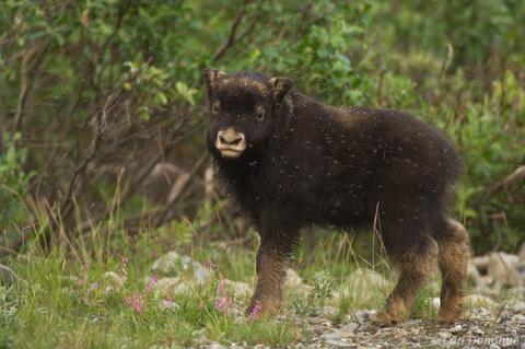 Muskox calf, Arctic National Wildlife Refuge, Alaska