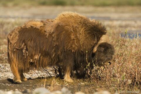 Muskox bull in Arctic National Wildlife Refuge Alaska