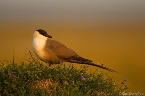 Long-tailed Jaeger photo Alaska